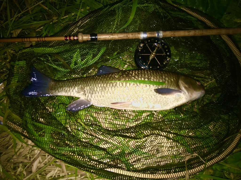 Centre pin advice please ?  Barbel Fishing World Forums