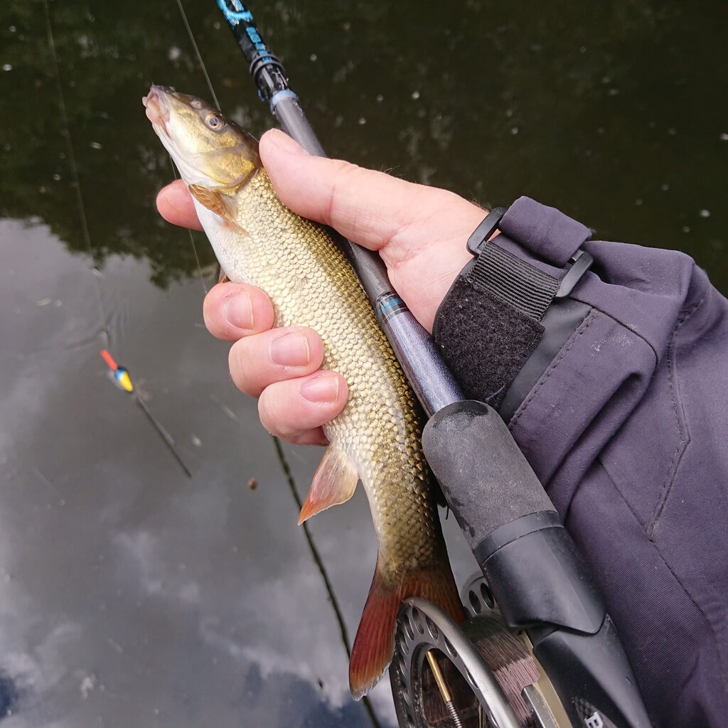 250722 Swale Barbel in hand Crop.jpg