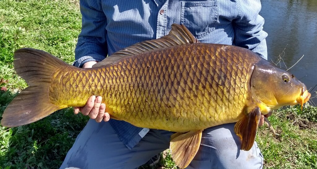 26lb carp March 21.jpg