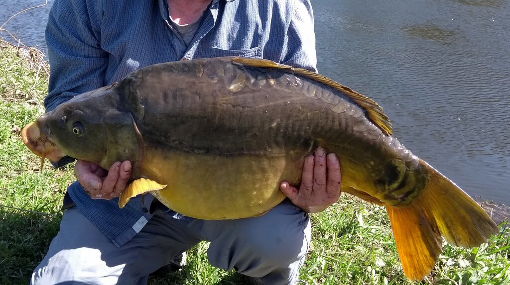 29.5lb carp March 21.jpg