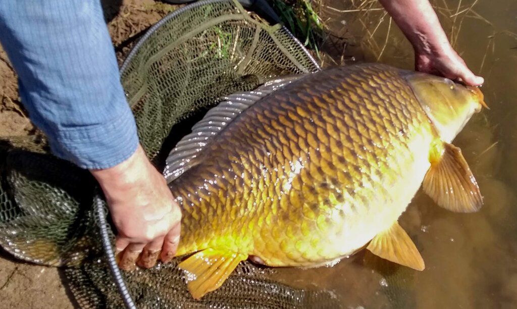 42 lb carp march 21.jpg