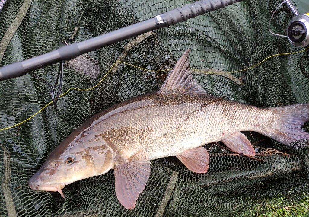 Barbel 5.5lbs Feeda.jpg