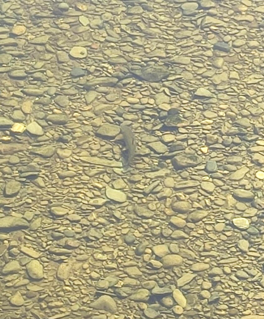 Barbel from bridge.jpg