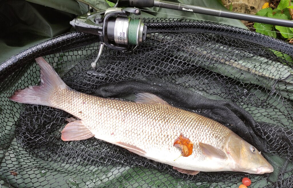 One of the Big river Lot barbel!