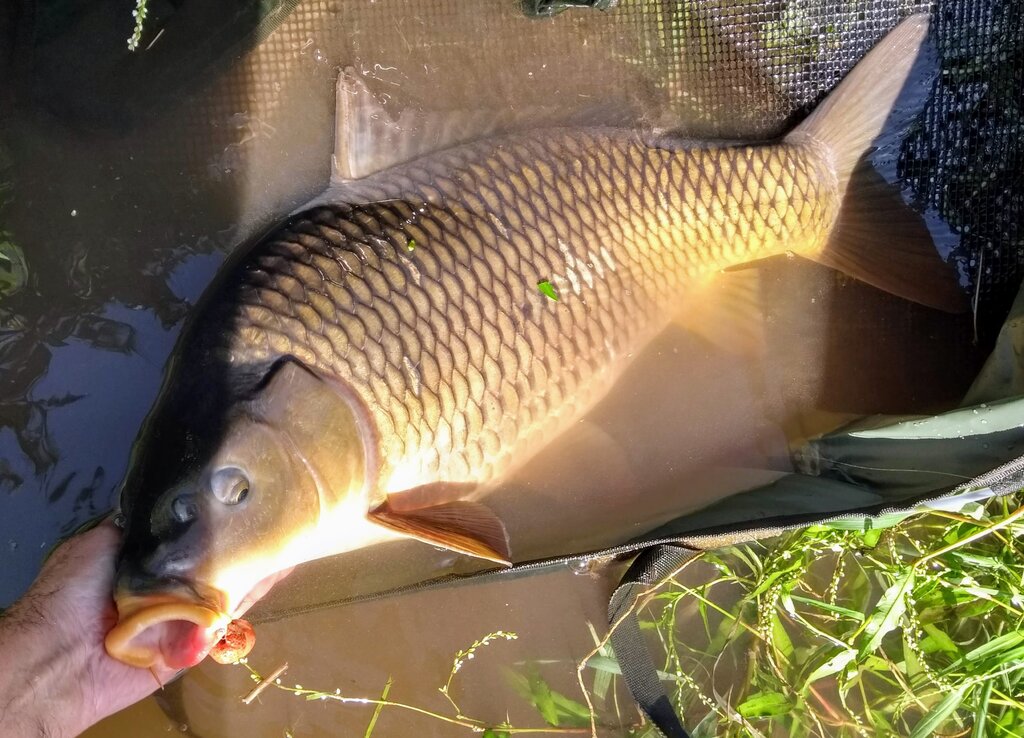 Carp 16lb The Garden.jpg