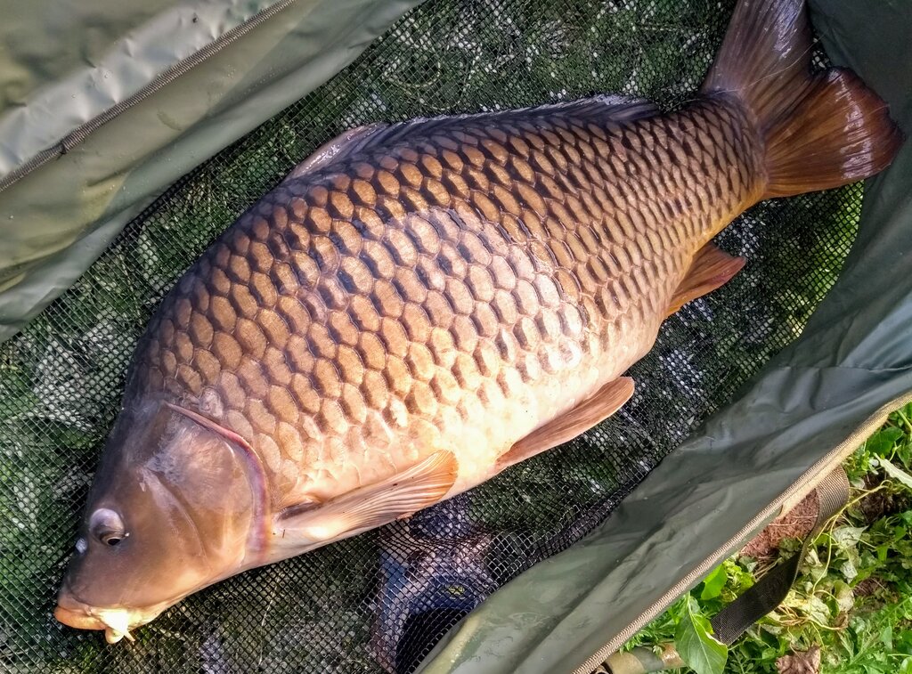 Carp 34lb Alistair.jpg