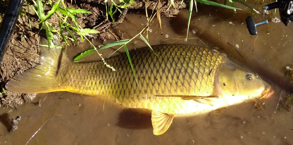 Carp scaled Sept 20.jpg