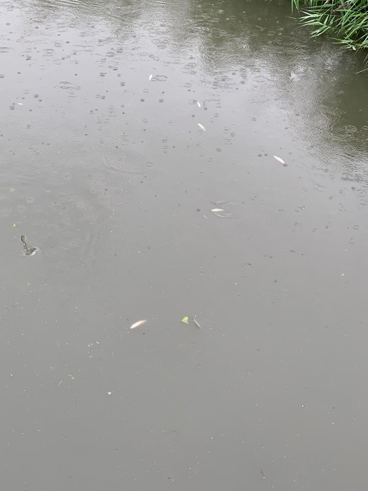 fish dying on the colne at coy carp.jpg