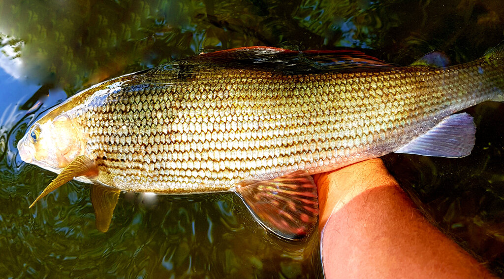 grayling2a.jpg