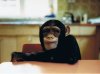 twycross chimp1.jpg