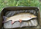 IMG_1924.jpeg
