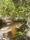 IMG_1168.jpeg