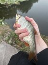 IMG_2333.jpeg