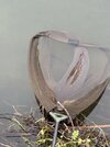 IMG_1078.jpeg