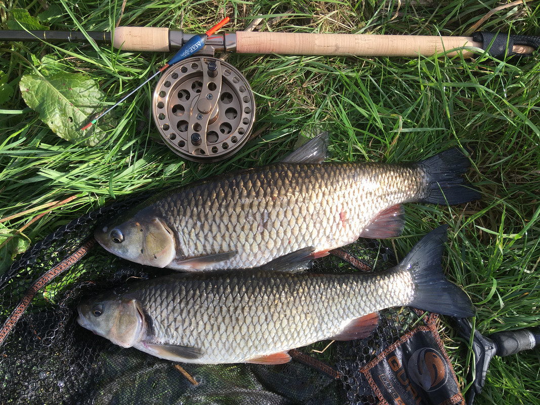 The Best 3m Landing Net Pole? River fishing for Chub and Barbel 