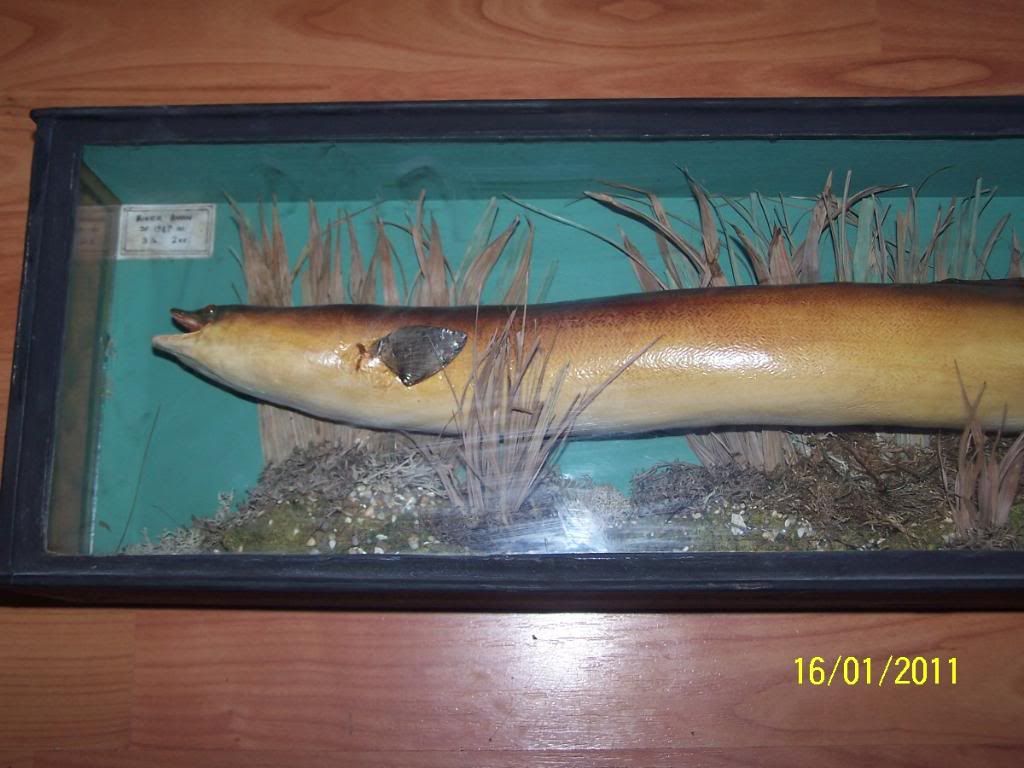 eel019.jpg