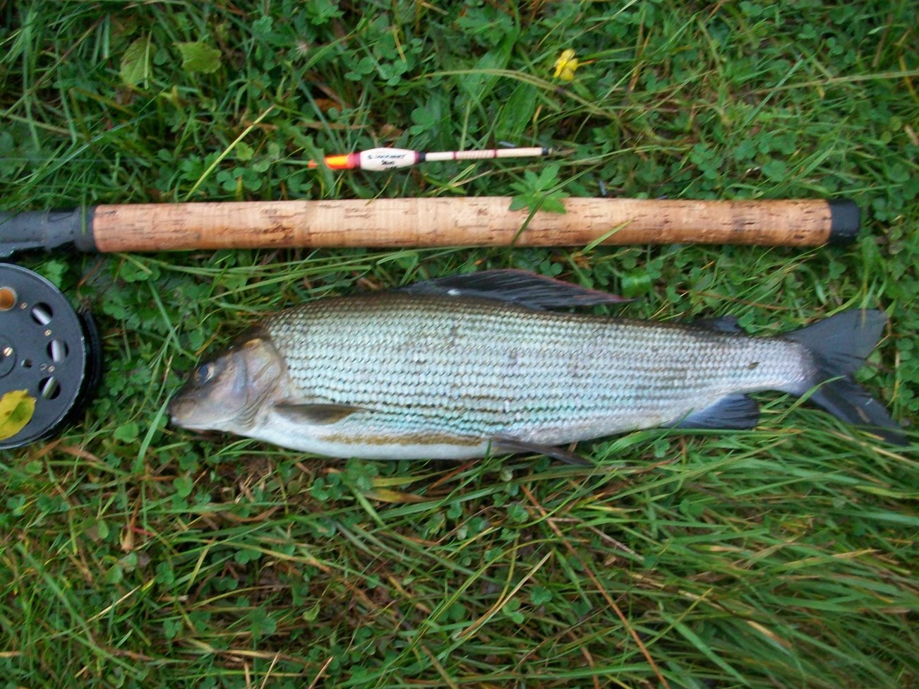 clydegrayling2.jpg