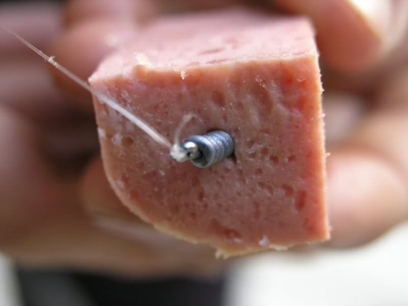 Rolling the meat  Barbel Fishing World Forums