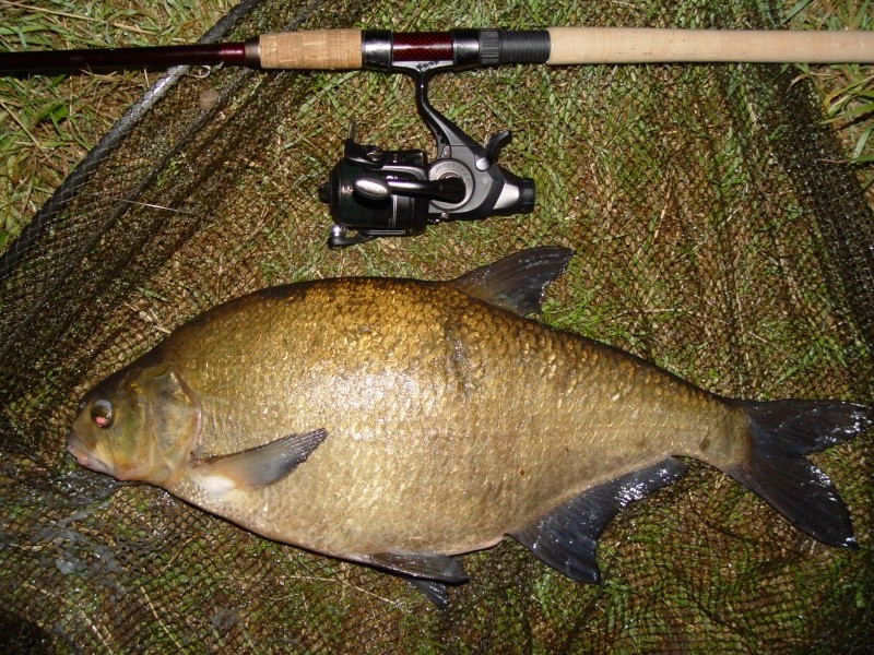 bream10.jpg