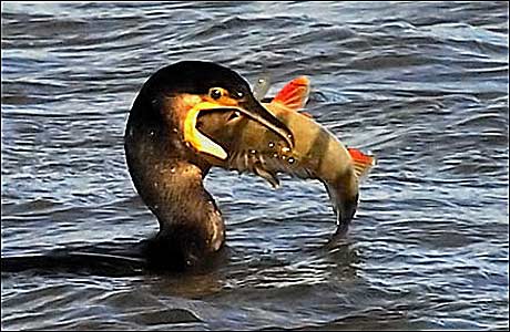 terry_cavner_cormorant_460x_460x300.jpg