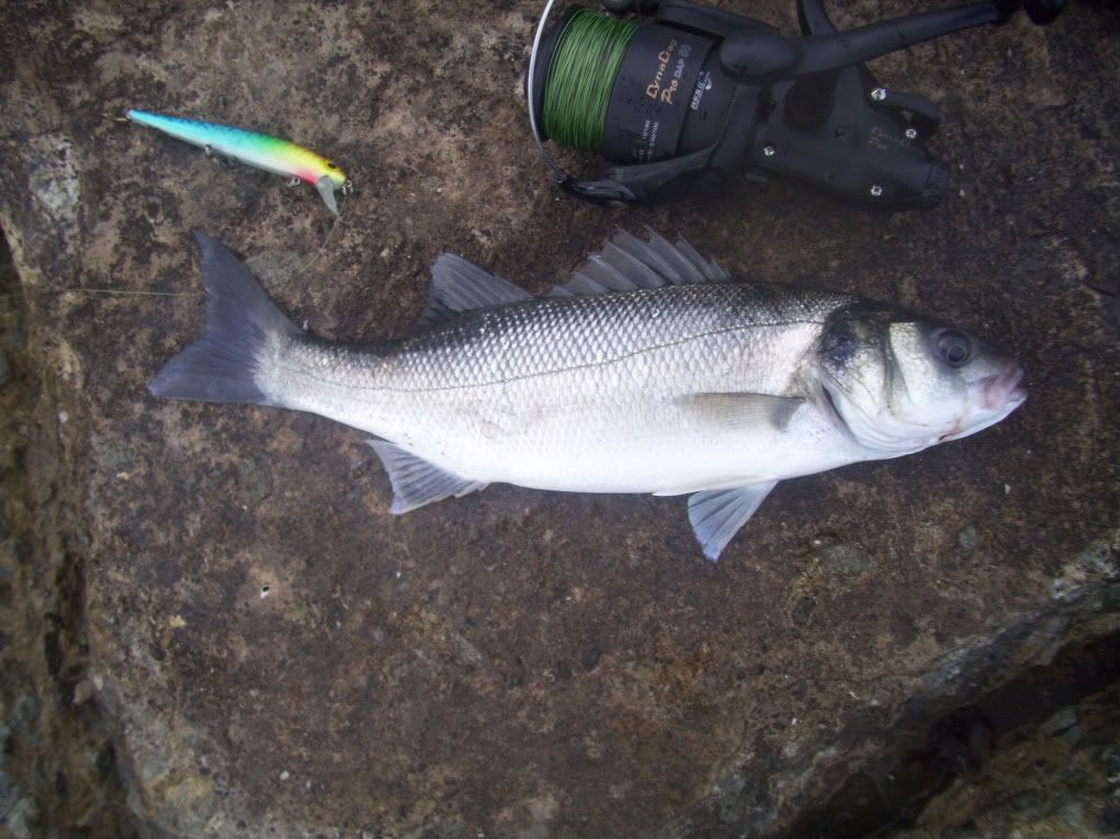 Plug fishing for bass  Talk Sea Fishing - Sea Angling Forums