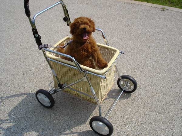 cart.jpg