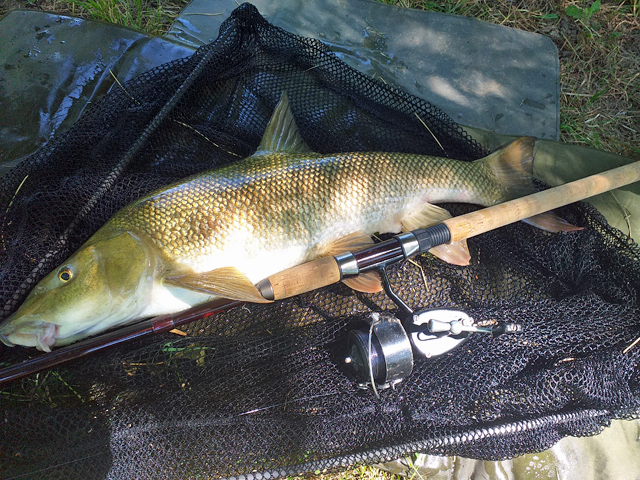 NEW MITCHELL 300 SPINNING REEL VS. OLD MITCHELL 300 SPINNING REEL