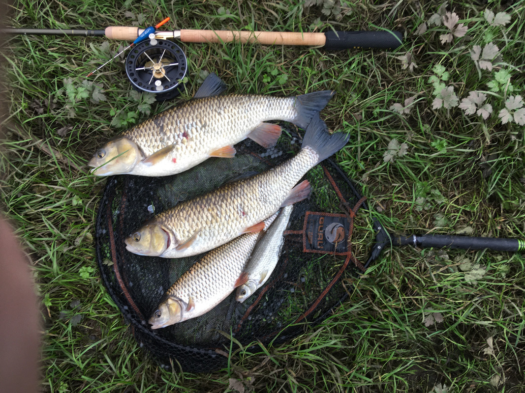 Did I snag a river chub? : r/Fishing