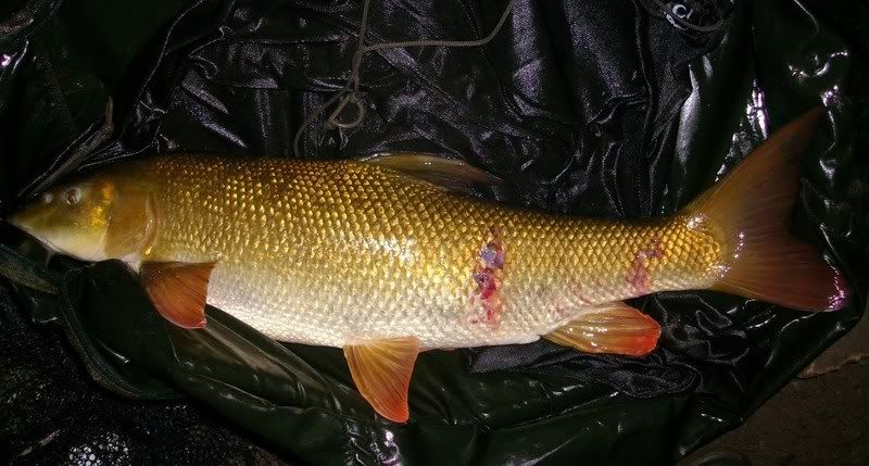 Barbel wounds  Barbel Fishing World Forums