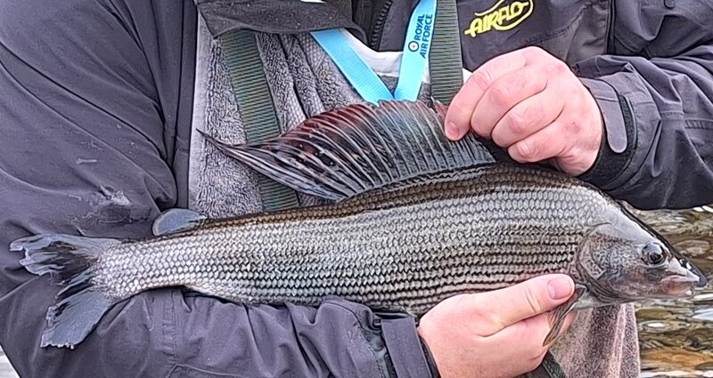 3lb Grayling AAAAAAA close crop.jpg