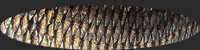 sig2.png
