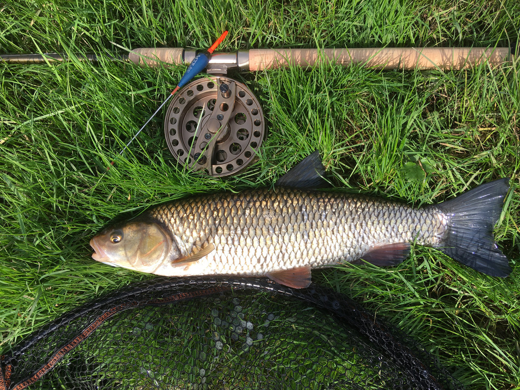 Chasing chub.  Barbel Fishing World Forums