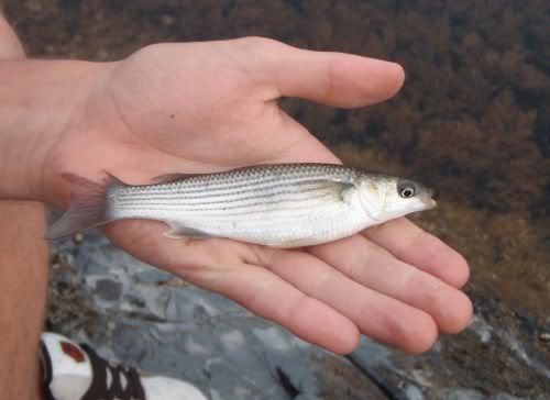 How to Catch Hard Fighting River Mullet Float Fishing Breadflake 