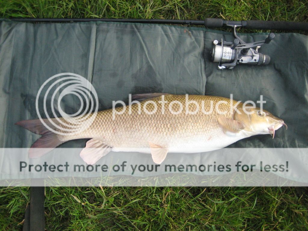 Barbel004.jpg