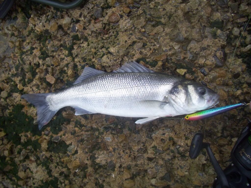 Sea Bass  Barbel Fishing World Forums