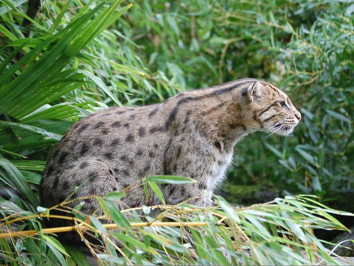 Fishing_Cat_Pessac_zoo.jpg