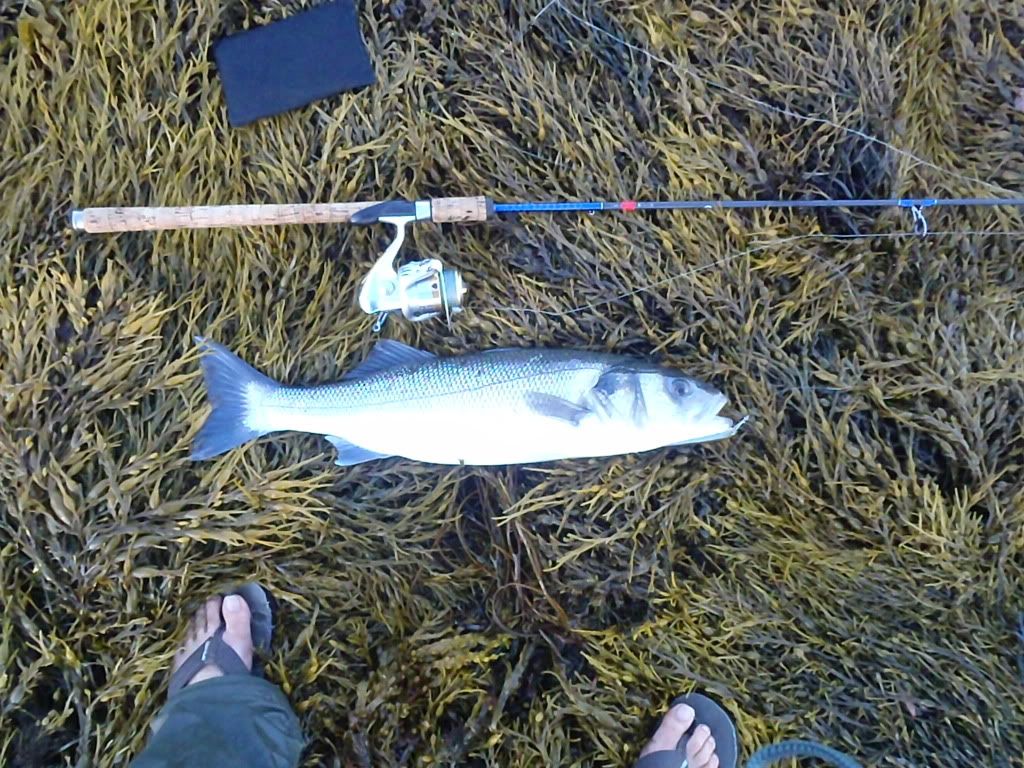 Sea Bass  Barbel Fishing World Forums