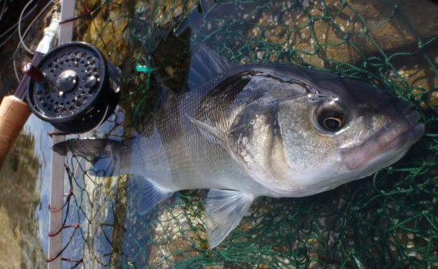 Lure fishing for bass..  Barbel Fishing World Forums