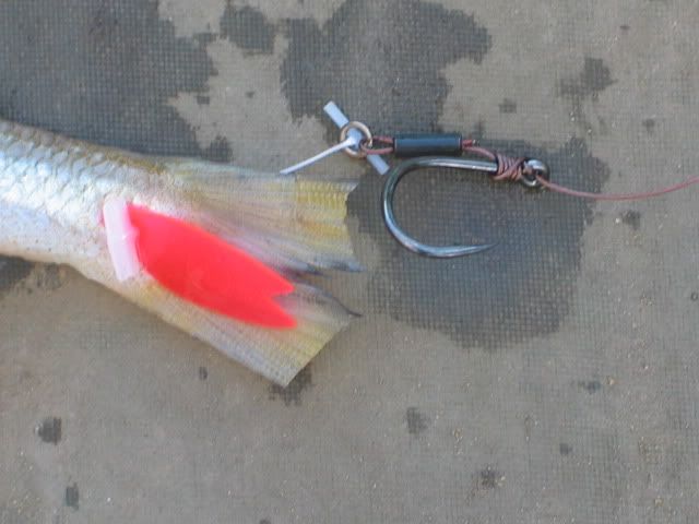 Rig shark tip lights.  Barbel Fishing World Forums