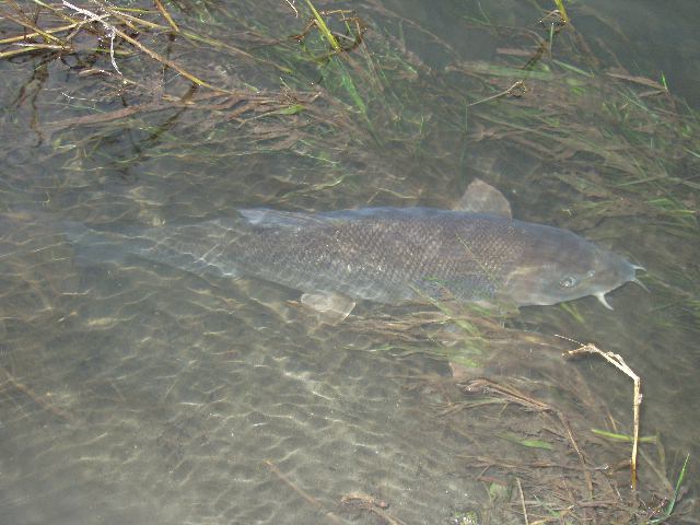 Trollies/barrows  Barbel Fishing World Forums