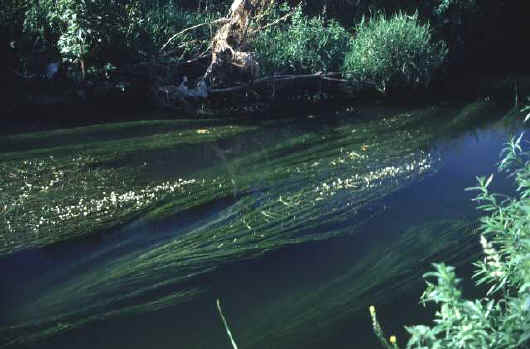 River Fishing Tips - Quivertip or bite alarm for barbel? - Tony